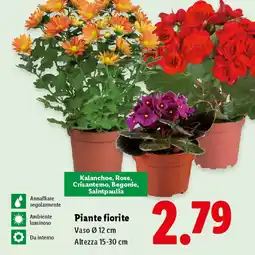 Lidl Piante fiorite offerta