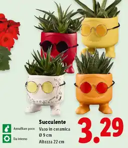 Lidl Succulente offerta