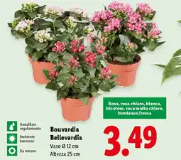 Lidl Bouvardia Bellevardia offerta