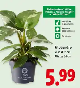 Lidl Filodendro offerta