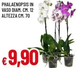 A&O Phalaenopsis in vaso diam. cm. 12 altezza cm. 70 offerta