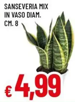 A&O Sanseveria mix in vaso diam. cm. 8 offerta