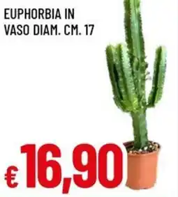 A&O Euphorbia in vaso diam. cm. 17 offerta