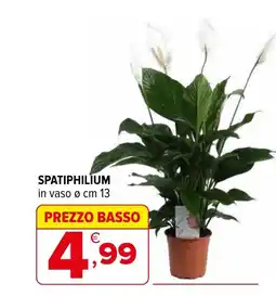 Iperal Spatiphilium in vaso offerta