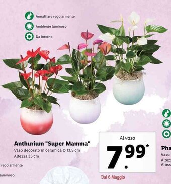 Lidl Anthurium "Super Mamma" offerta