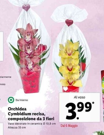 Lidl Orchidea Cymbidium recisa, composizione a 3 fiori offerta