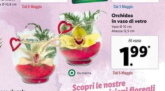 Lidl Orchidea in vaso di vetro offerta