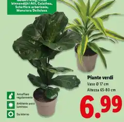 Lidl Piante verdi offerta
