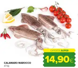 Tigre Calamaro marocco offerta