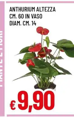 Famila Anthurium Altezza offerta