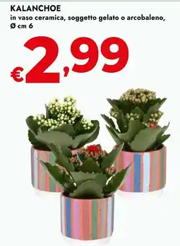 Bennet KALANCHOE in vaso ceramica, soggetto gelato o arcobaleno, 0 offerta