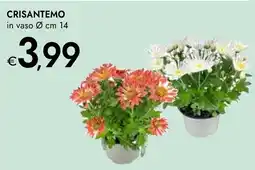 Bennet CRISANTEMO in vaso offerta