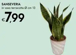 Bennet SANSEVERIA in vaso terracotta Ø offerta