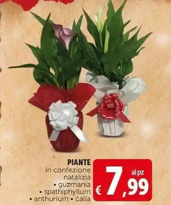 Deco Supermercati Piante in confezione natalizia guzmania/ spathiphyllum/ anthurium/ calla offerta