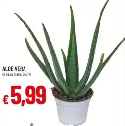 Galassia Aloe vera offerta