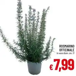 Galassia Rosmarino officinale offerta