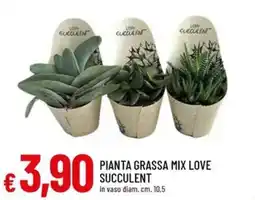 Galassia Pianta grassa mix love succulent offerta