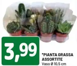DPiù PIANTA GRASSA ASSORTITE offerta