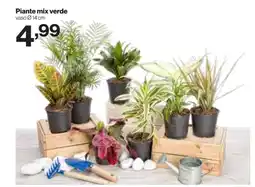 In'S Mercato Piante mix verde offerta