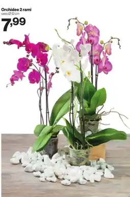 In'S Mercato Orchidee 2 rami offerta