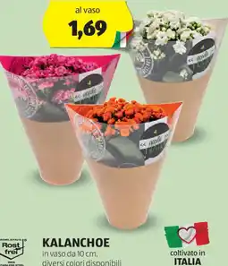ALDI Kalanchoe offerta