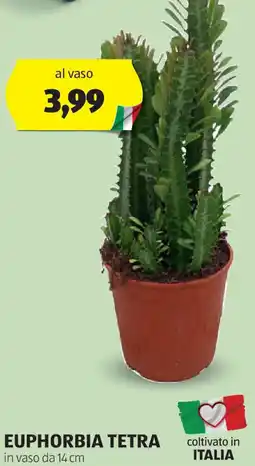 ALDI Euphorbia tetra offerta