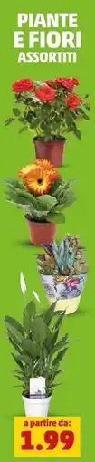 PENNY Piante e fiori assortiti offerta