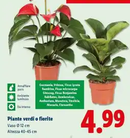 Lidl Piante verdi o fiorite offerta