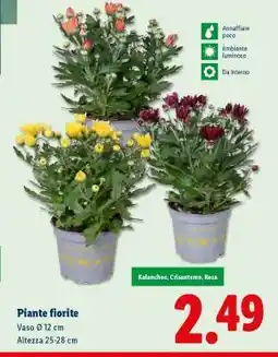 Lidl Piante fiorite offerta