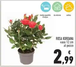 Conad ROSA KORDANA offerta