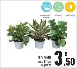 Conad Peperomia offerta