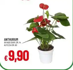 Famila ANTHURIUM offerta