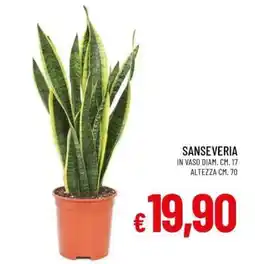 Famila Sanseveria offerta