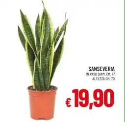 IperFamila Sanseveria offerta