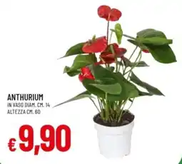 IperFamila Anthurium offerta