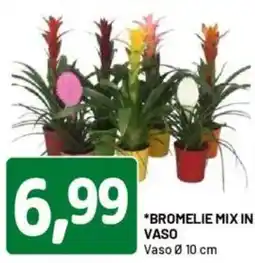 DPiù Bromelie mix in vaso offerta