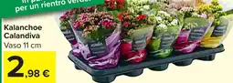 Carrefour Market Kalanchoe Calandiva offerta