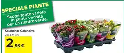 Carrefour Kalanchoe Calandiva offerta