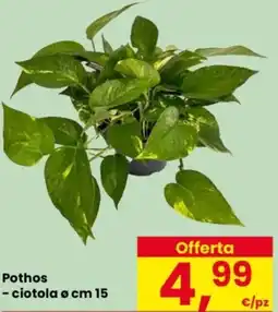 Despar Pothos – ciotola ø cm 15 offerta