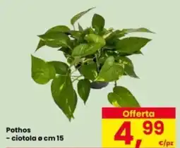 Eurospar Pothos - ciotola ø cm 15 offerta