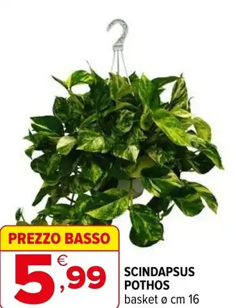 Iperal Scindapsus pothos offerta
