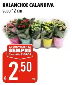 Tigros Kalanchoe calandiva offerta