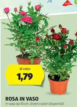 ALDI Rosa in vaso offerta