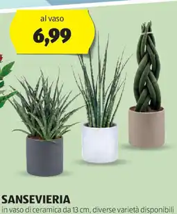 ALDI Sansevieria offerta