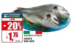 Il Gigante Orate 600-800 offerta