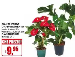 Il Gigante Pianta verde d'appartamento o anthurium offerta