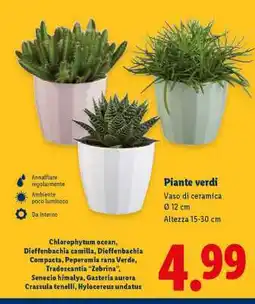 Lidl Piante verdi offerta