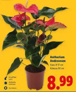 Lidl Anthurium Andreanum offerta