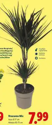 Lidl Dracaena mix offerta