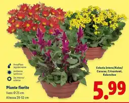 Lidl Piante fiorite offerta